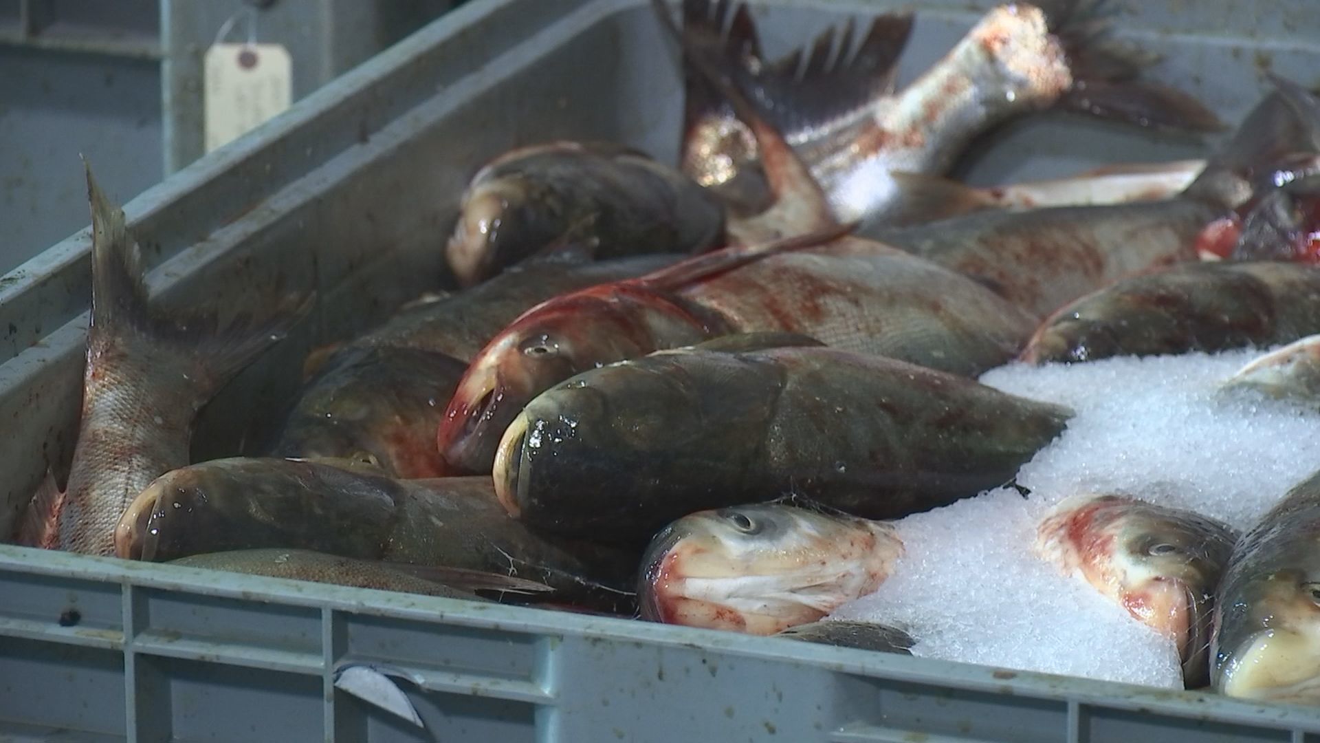Asian Carp